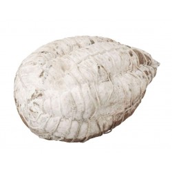 Fiocco Dolce